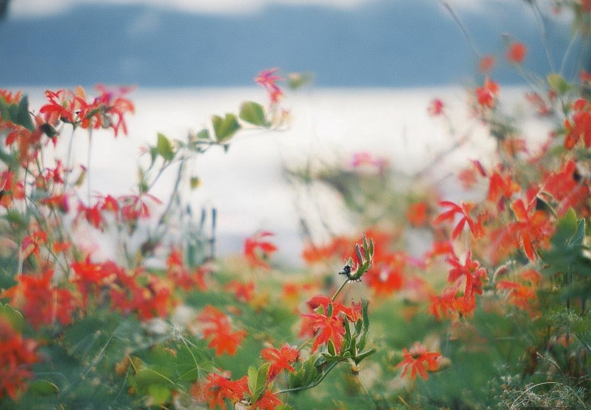多伦多VS芝加哥：北美双城魅力与生活方式